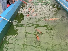 -麻涌飞鸭开心农场