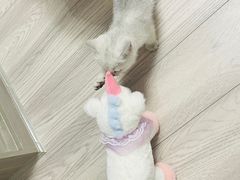 -宠颐生汉谟拉比宠物医院