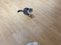 -1013 PET SHOP精品宠物商店(丁香店)