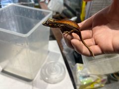 -酷以爬仙阁实体爬宠店·守宫·蜥蜴·专业繁育