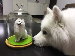 -熊小胖宠物生活馆(天华园店)