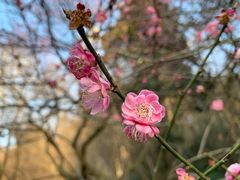 -杭州植物园