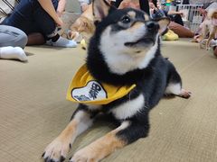 -逗柴咖啡屋·狗咖猫咖宠物桌游