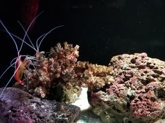-暹罗海洋世界