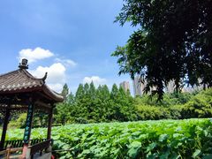 -龙头寺公园