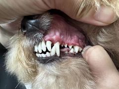 -宠福鑫康馨动物医院·骨科·眼科