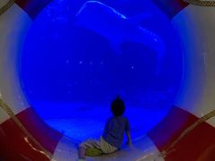 -烟台海昌鲸鲨海洋公园