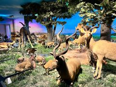 -国家自然博物馆