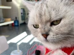 -喵屿·大理花园猫咖