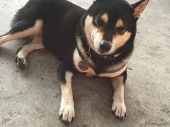 -柴犬高等学院·狗咖·柴犬售卖·宠物训练