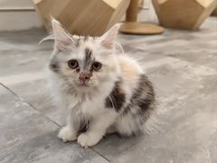 -楼上猫咖(罗湖店)