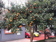 -上海市黄浦区巨鹿路第一小学