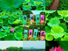 -荷塘月色湿地公园·向阳花洲