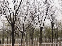 -天津东丽湖风景区