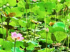 -荔湾湖公园