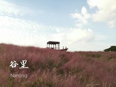 -大塘金香草谷