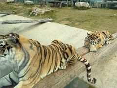 -西霞口神雕山野生动物世界