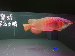 -中环花鸟鱼虫市场
