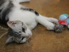 -李小姐の猫咖啡馆(五角场店)