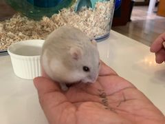 -momokira米努特·德文卷毛猫·棉花面纱犬