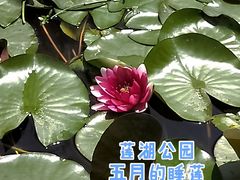 -莲湖公园