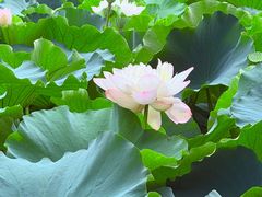 -重元寺香积厨素斋馆