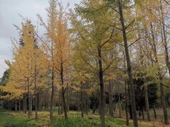 -昆山城市生态森林公园