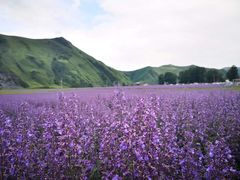 -紫颐香薰山谷景区