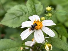 -黄埔油麻山森林公园