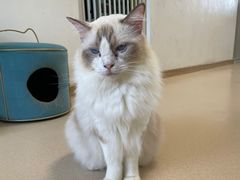 -猫在这儿猫咪咖啡馆·撸猫馆