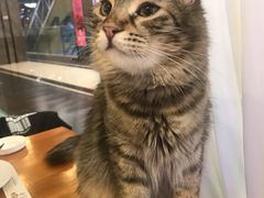 -猫小院猫主题餐厅(三里屯店)