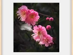 -上海辰山植物园