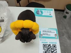 -瑞派中心宠物医院·CT·核磁·神经专科