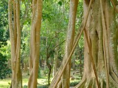 -中国科学院西双版纳热带植物园