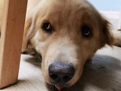 -陈记甜品窝(中山北路店)