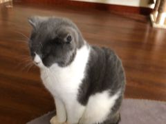 -Meowの猫咖(万家丽店)