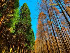 -山王坪喀斯特国家生态公园