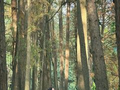 -南宁良凤江国家森林公园