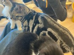 -有喵·猫咖·狗咖·30几只猫10只小狗(岗厦店)