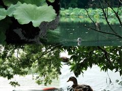 -西湖游船