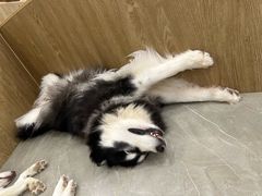 -和它·交个朋友·狗咖猫咖(爱琴海店)