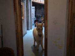 -猫色咖啡·猫咖