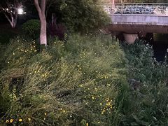 -金鸡湖景区