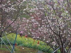 -天适樱花悠乐园