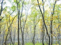 -塞罕坝国家级自然保护区