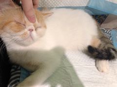 -more than meow吴止猫主题餐厅(承德 中船汇店)