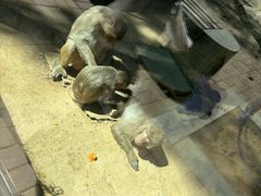 -石家庄市动物园