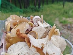 -塞罕坝国家级自然保护区