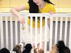 -有喵·猫咖·狗咖·30几只猫10只小狗(岗厦店)