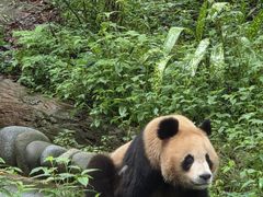 -中国大熊猫保护研究中心雅安碧峰峡基地